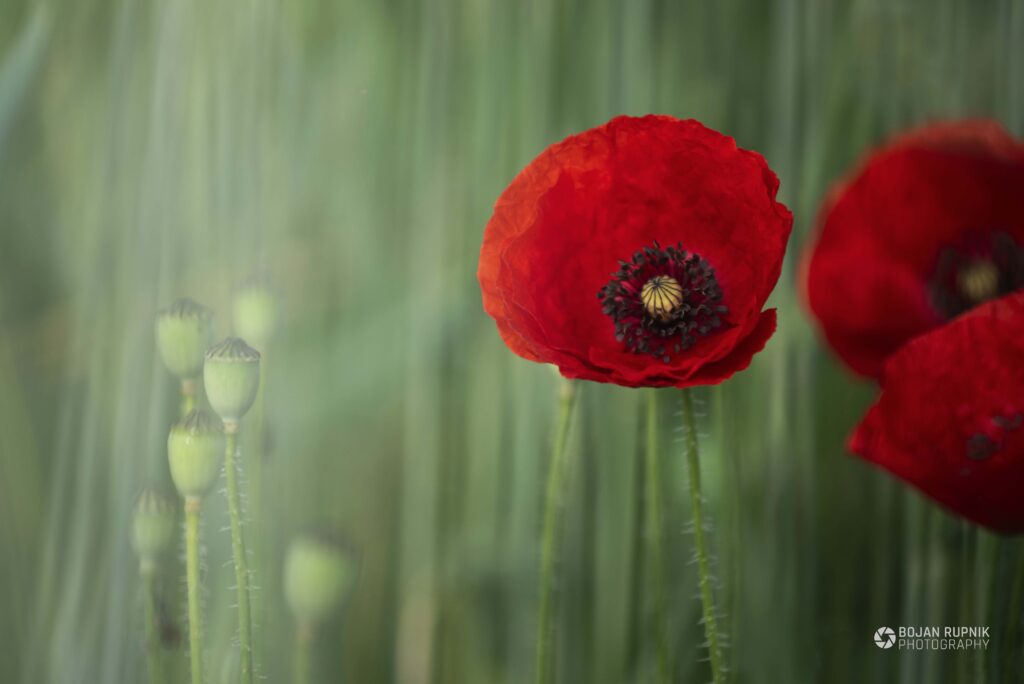 Rdeči mak in makovi popki