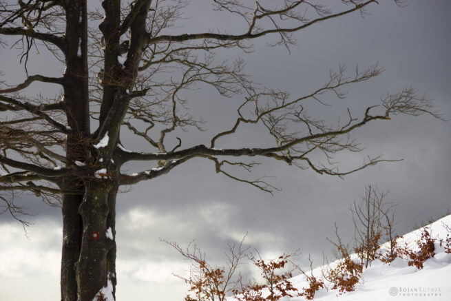 Bukev, sneg in sivi oblaki