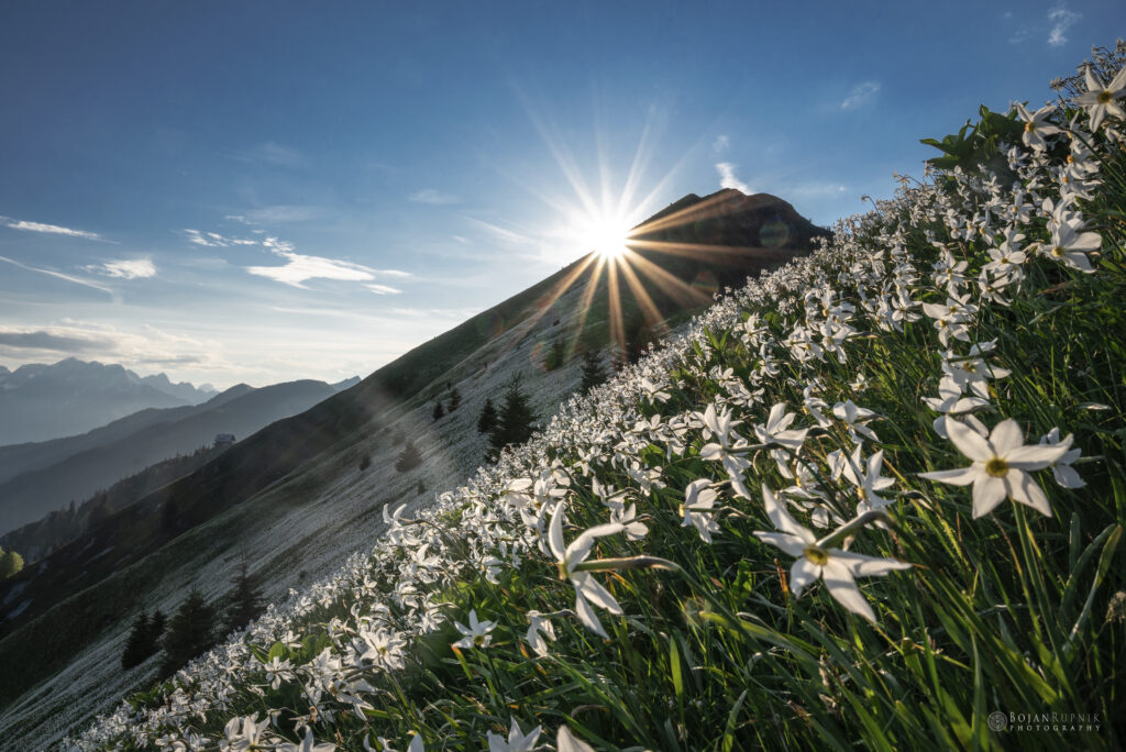 Sonce na Golici z narcisami