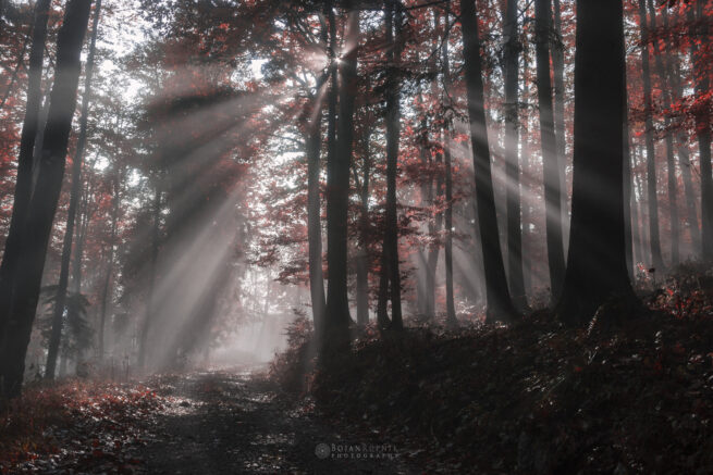 Sončni žarki med krošnjami dreves