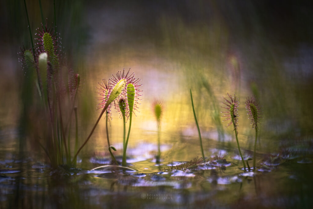 Rosika na mokrih tleh