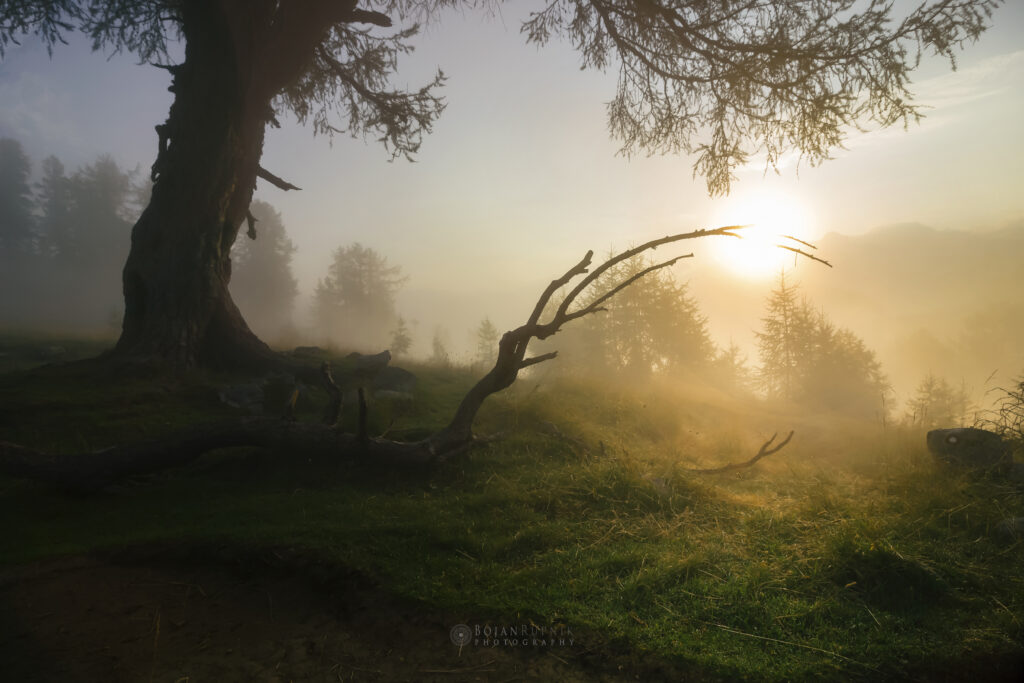 Macesen in sončni vzhod na Slemenovi špici