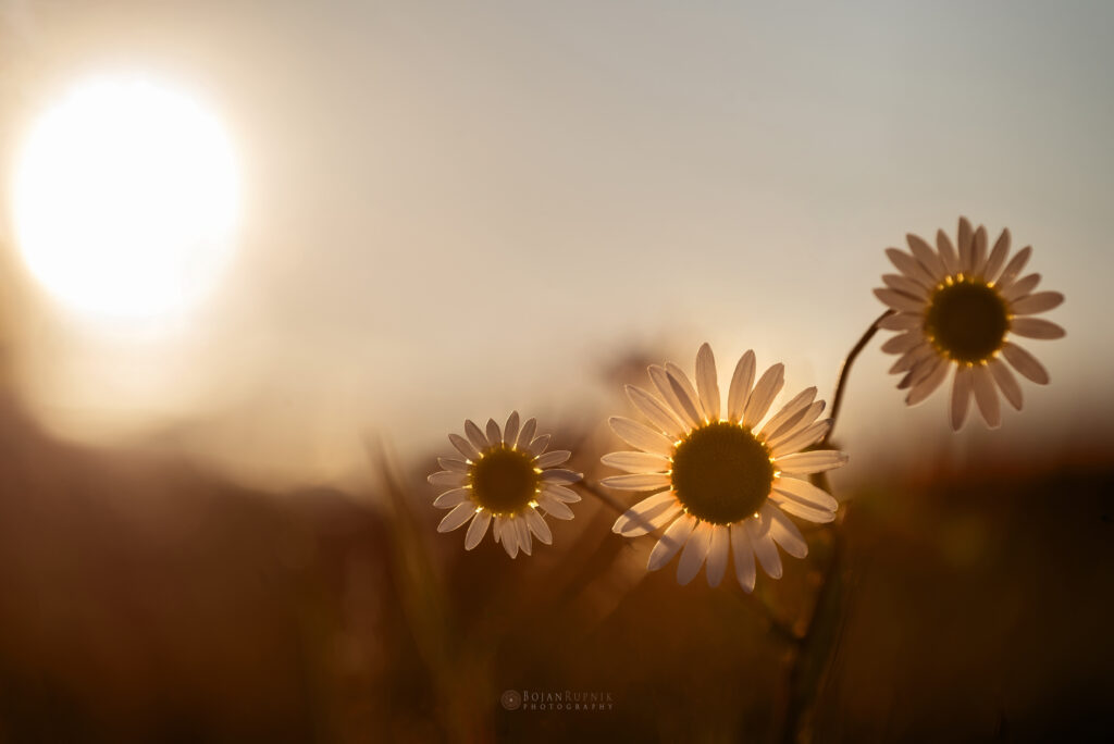 Tri marjetice z zahajajočim soncem v ozadju