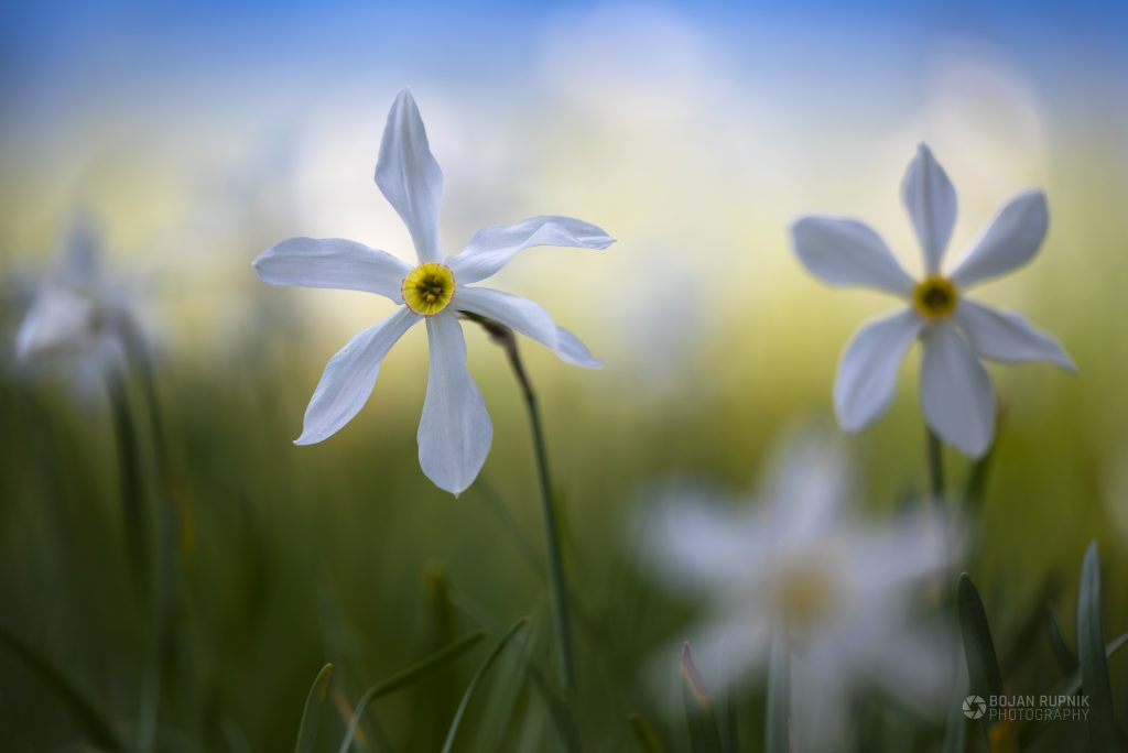 Travnik z narcisami na Golici