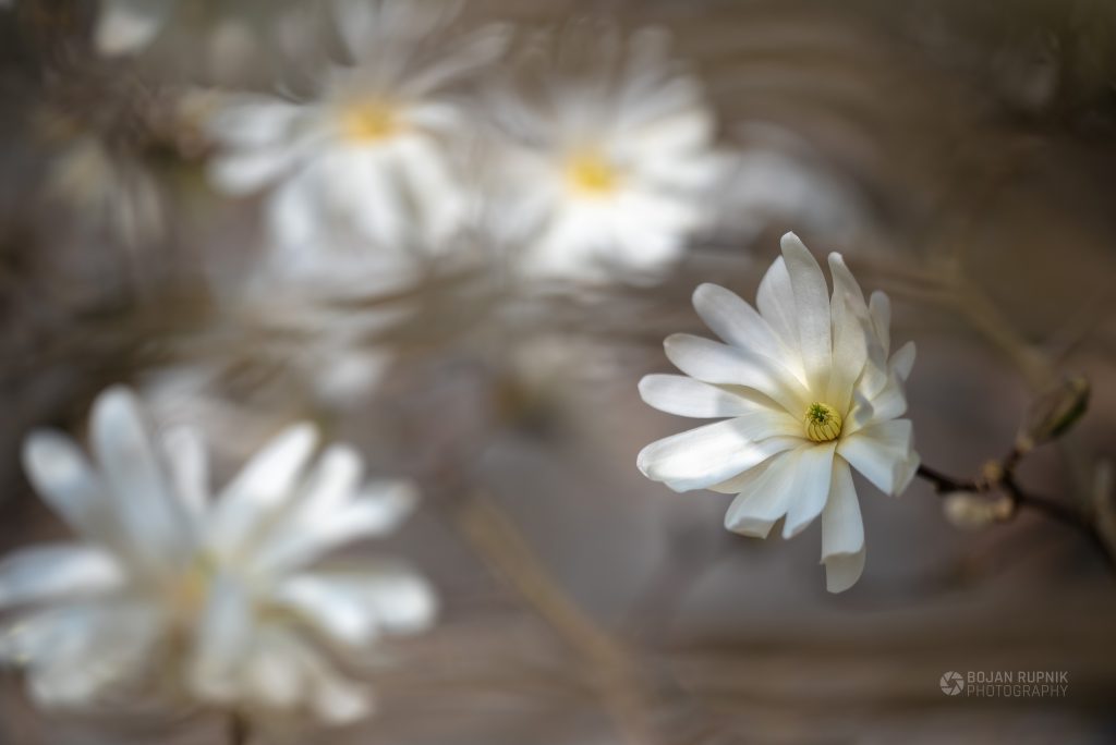 Beli cvetovi magnolije
