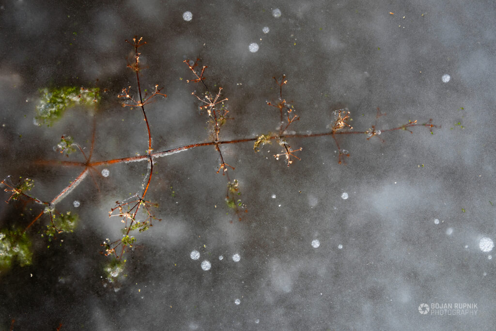 Vejica zamrznjena v ledu