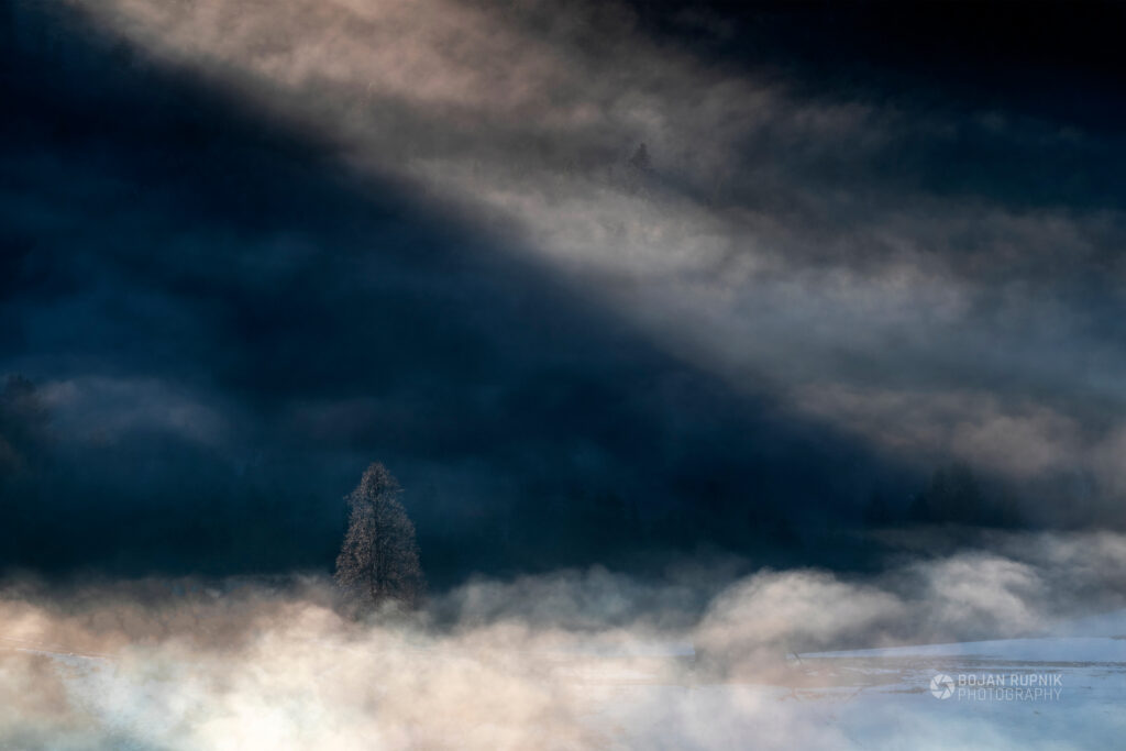 Lipa v objemu megle, svetlobe in senc