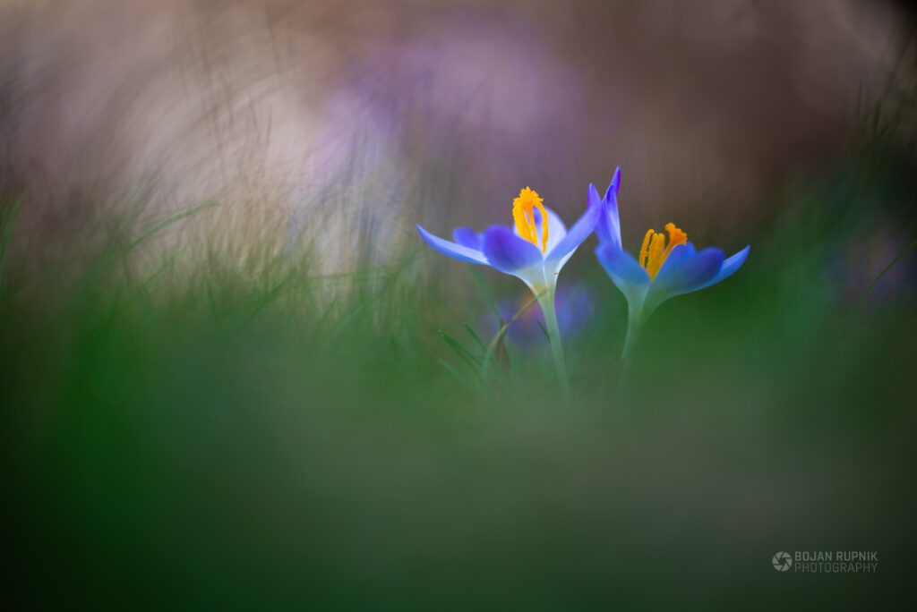 Spomladanski žafran v zeleni travi