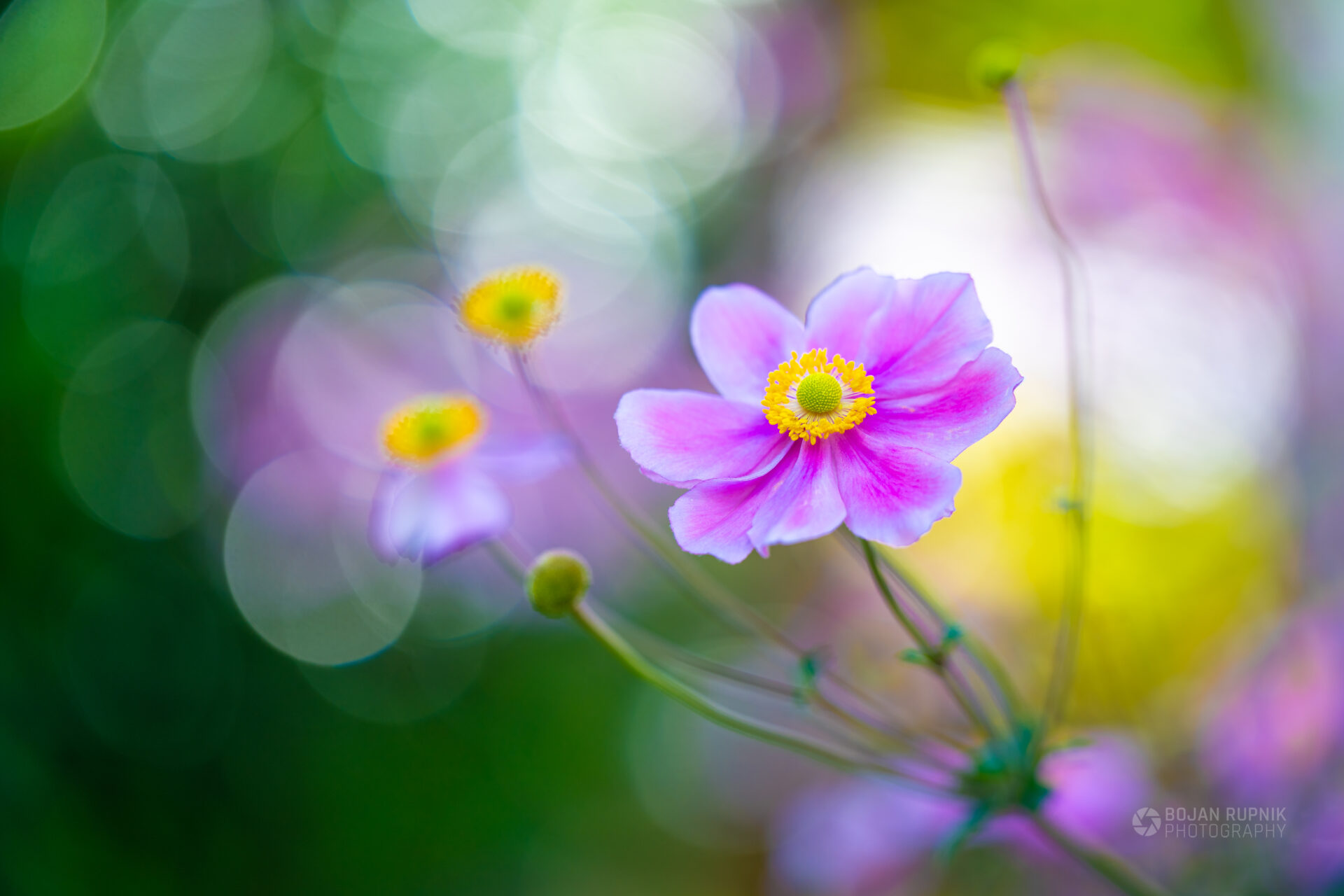 Barvit cvet anemone na poletnem vrtu