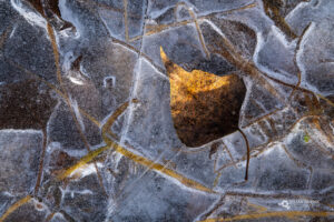 Drevesni list in travne bilke zamrznjeni v ledu