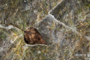 Drevesni list in travne bilke zamrznjeni v ledu